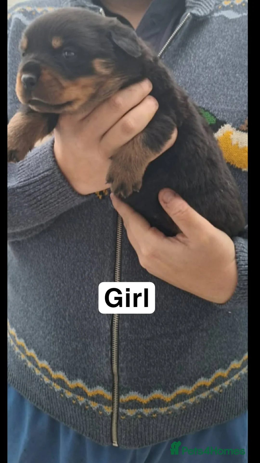 Rottweiler dogs for sale: Rottweiler puppies - Advert 2