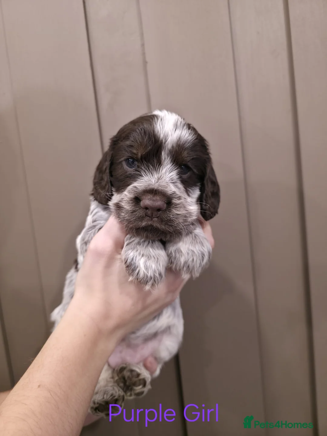 Cocker Spaniel dogs for sale: Show Type Cocker Spaniels Ready to leave now - Advert 7