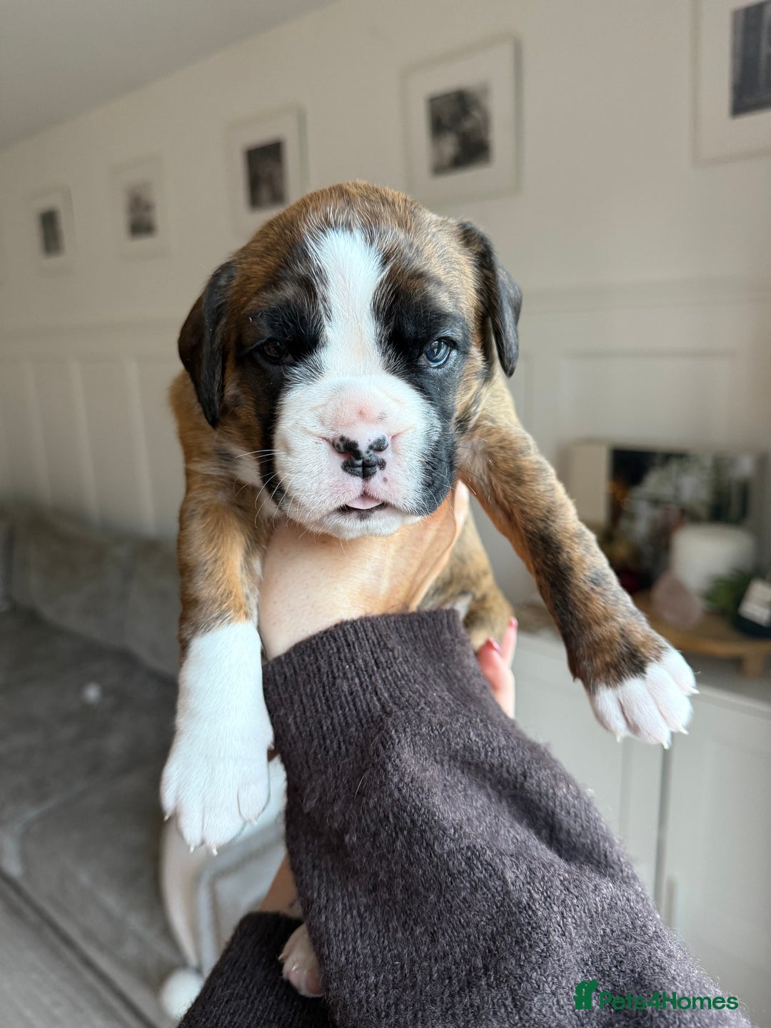 Boxer dogs for sale: 4 CHAMP BLOODLINE CHUNKY BOXER PUPS, bobtail/tail - Advert 31
