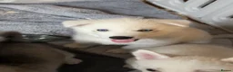 Siberian Husky dogs for sale: Beautiful Siberian husky puppies - Advert 8