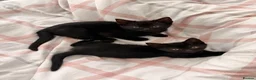 Domestic Shorthair cats for sale: 2 x female domestic black kittens - Advert 1