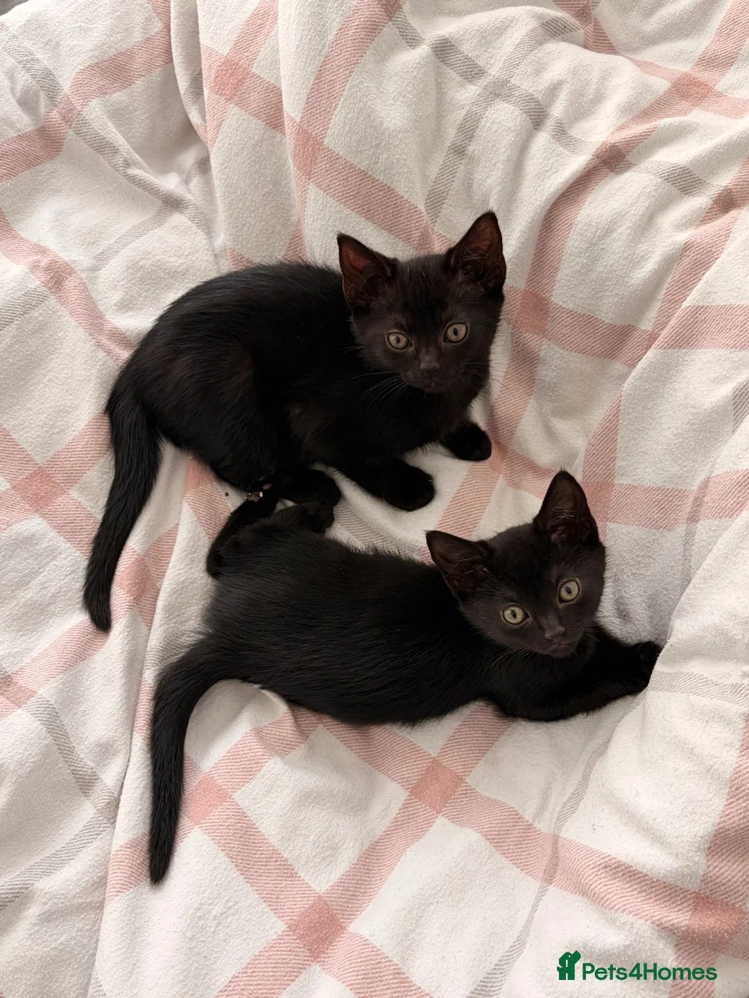 Domestic Shorthair cats for sale: 2 x female domestic black kittens - Advert 1