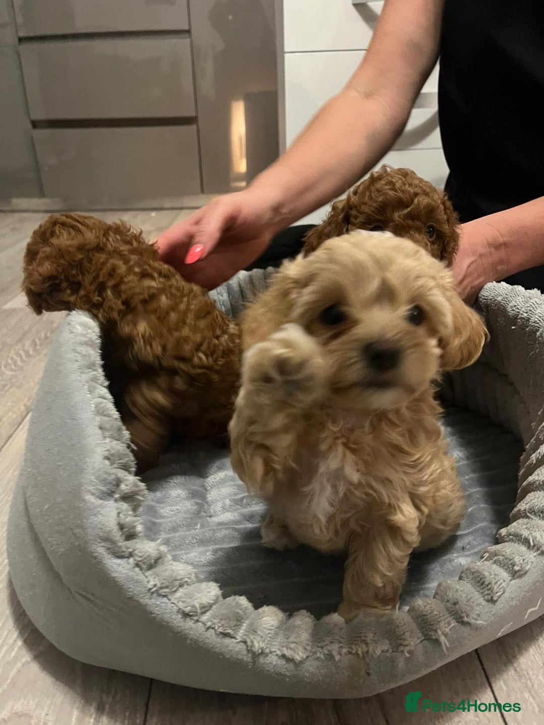 Maltipoo dogs for sale: Maltipoo puppies - Image 2