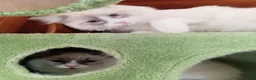 Ragdoll cats for sale: 2 Bio female ragdoll kittens ready now. - Advert 3
