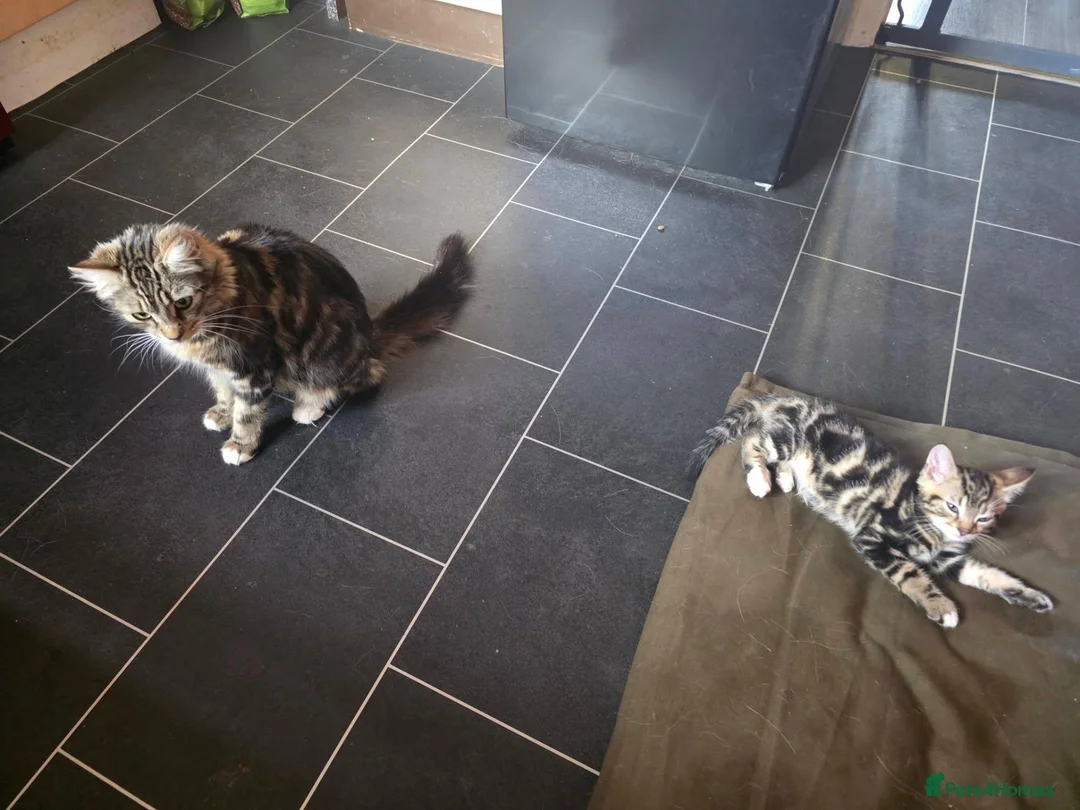 Mixed Breed cats for sale: male tabby kitten - Advert 1