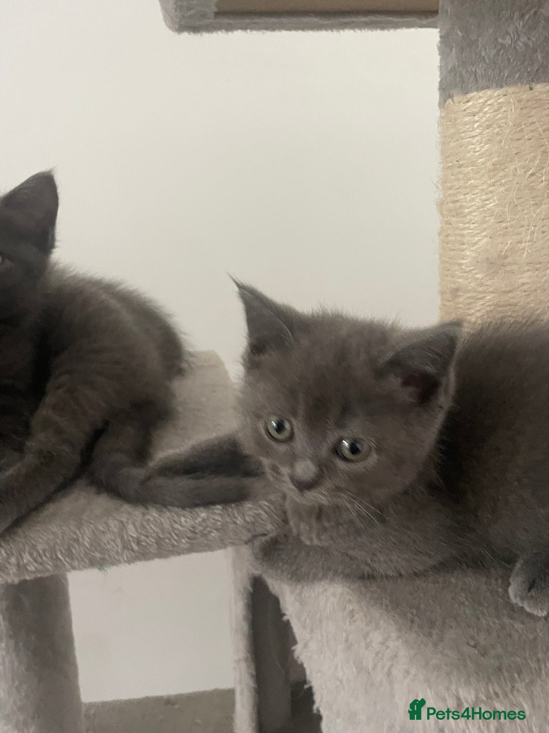 British Shorthair cats for sale: BTS x Ragdoll - Image 5