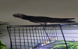 Parrots birds for sale: Male African Grey for sale in London - Image 3