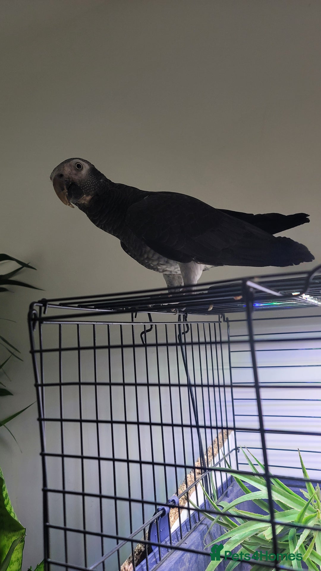 Parrots birds for sale: Male African Grey for sale in London - Image 3