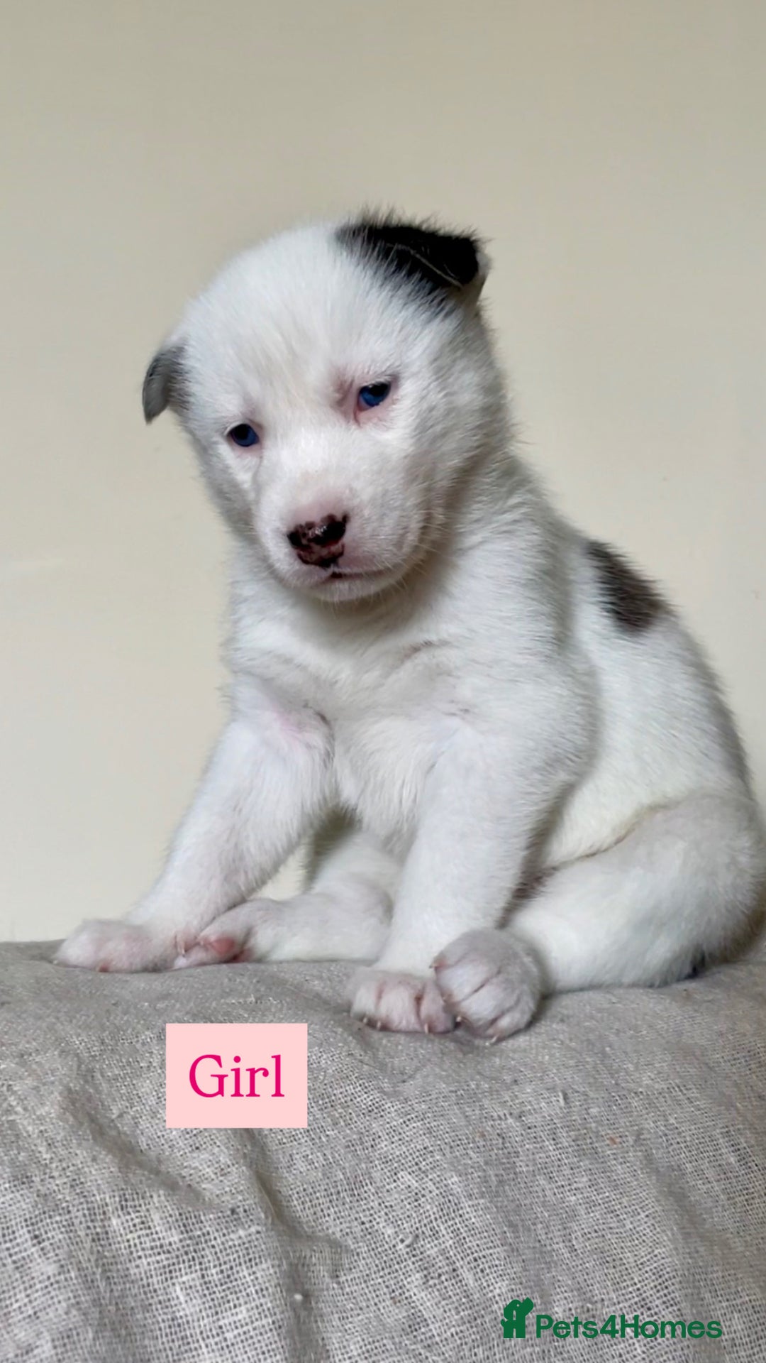 Siberian Husky dogs for sale: 🔥Last 2 epic puppies available don’t miss out - Image 9