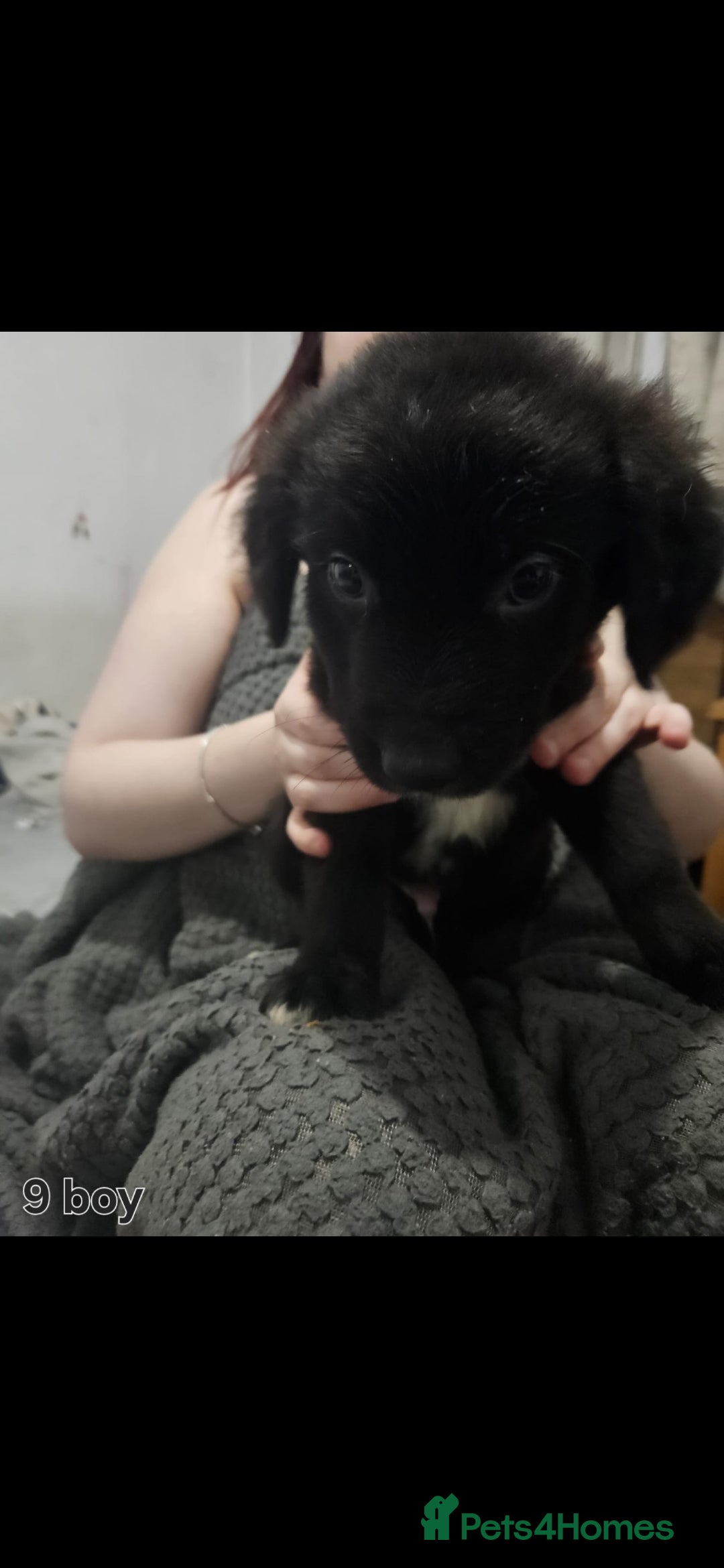 Mixed Breed dogs for sale: Puppies  - Advert 4