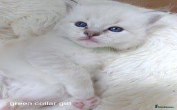 Ragdoll cats for sale: Adorable Ragdoll kittens - Image 5