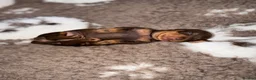 Miniature Dachshund dogs for sale: Chocolate & Tan Miniature Dachshunds | KC - Advert 13