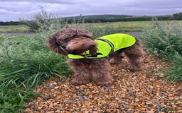 Bernedoodle dogs for sale: HEALTH TESTED DOUBLE DOODLES - Image 13