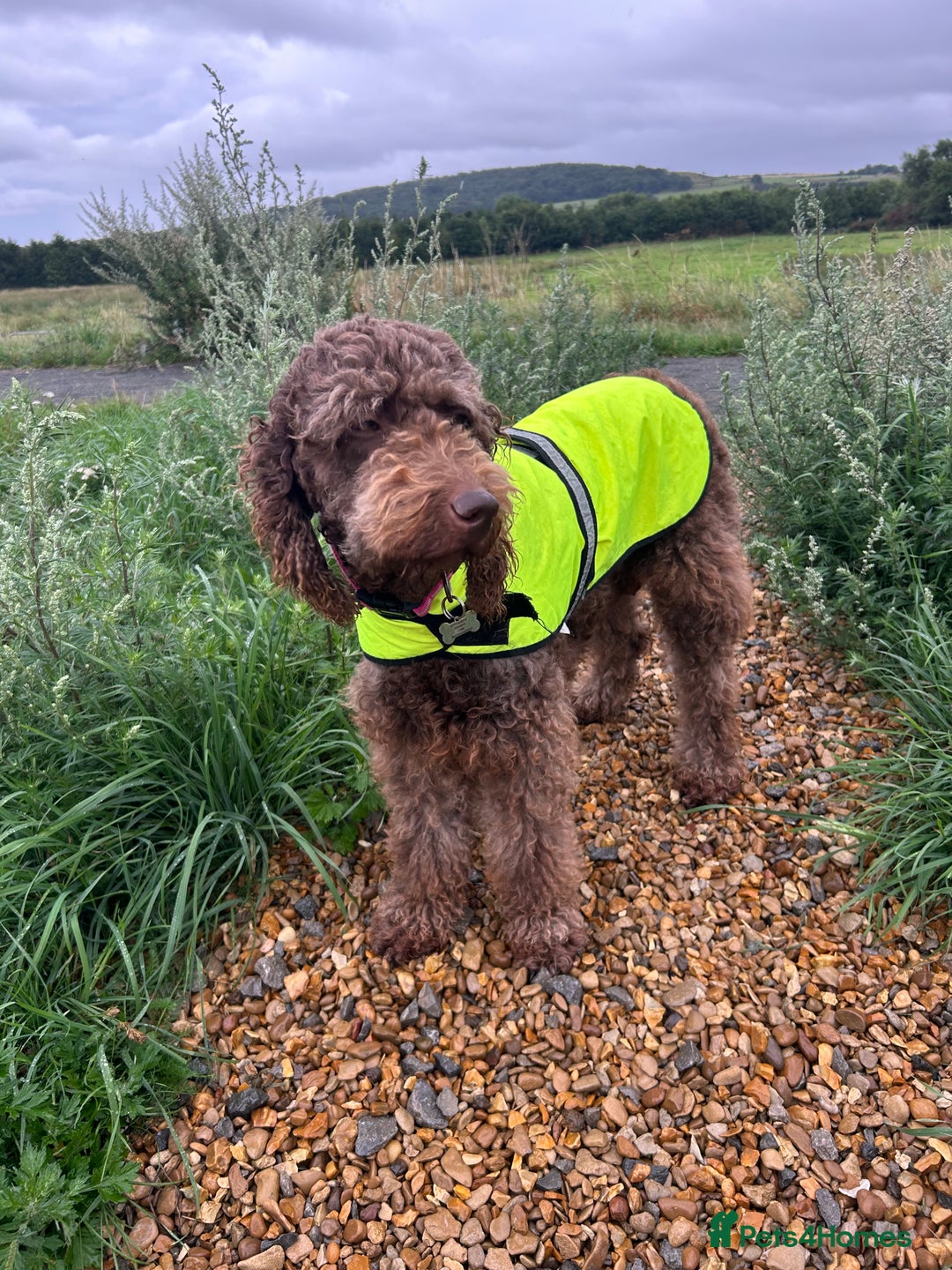 Bernedoodle dogs for sale: HEALTH TESTED DOUBLE DOODLES - Image 13
