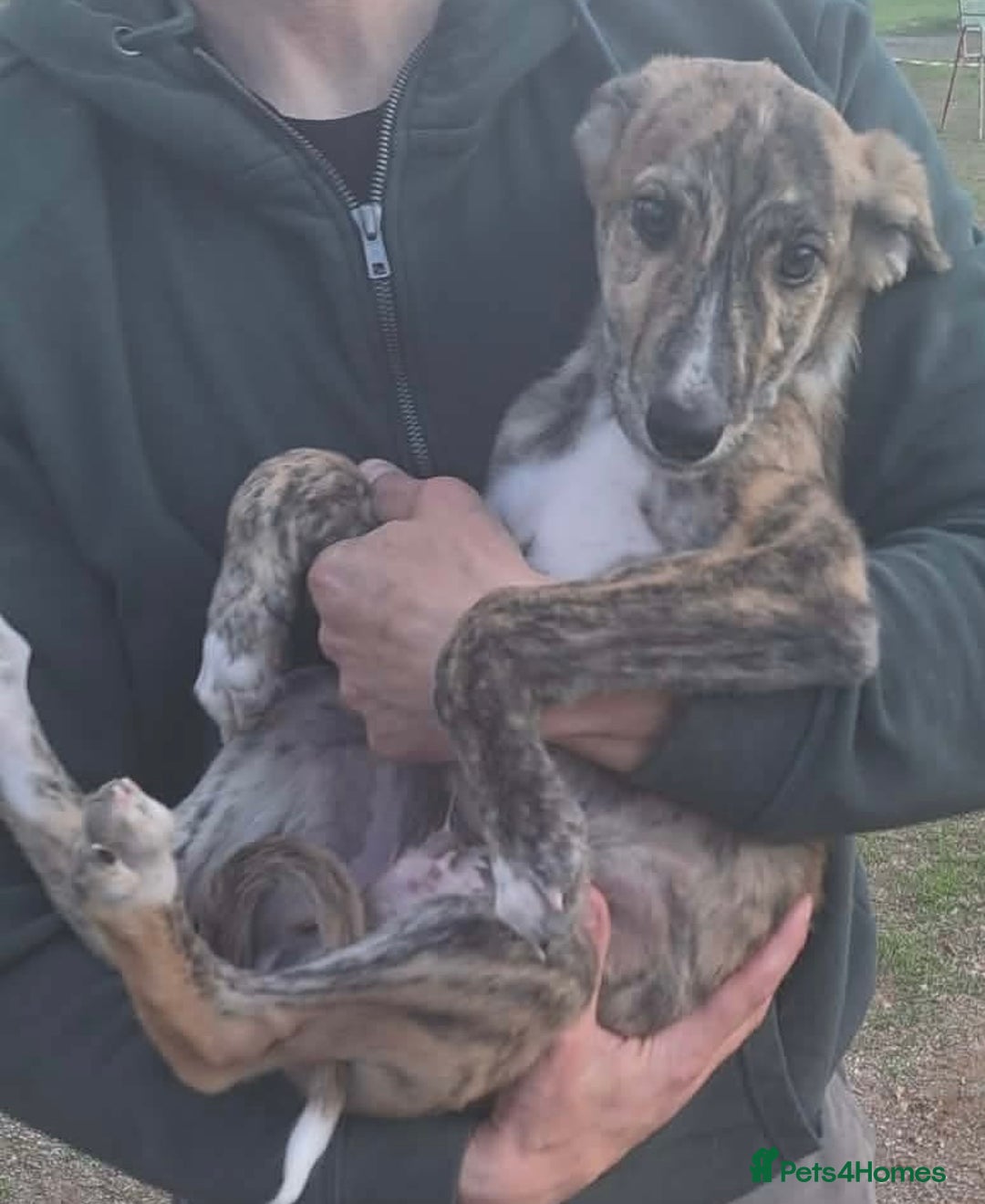 Mixed Breed dogs for adoption: Taz needs a loving home  - Advert 10