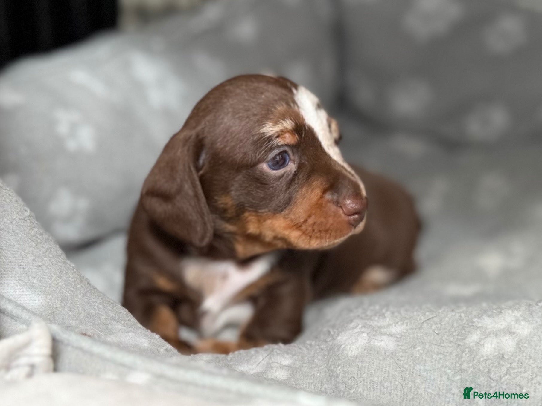 Miniature Dachshund dogs Stunning dapple boy - Advert 1