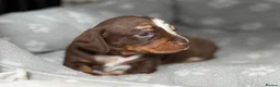 Miniature Dachshund dogs for sale: Stunning dapple boy - Advert 1