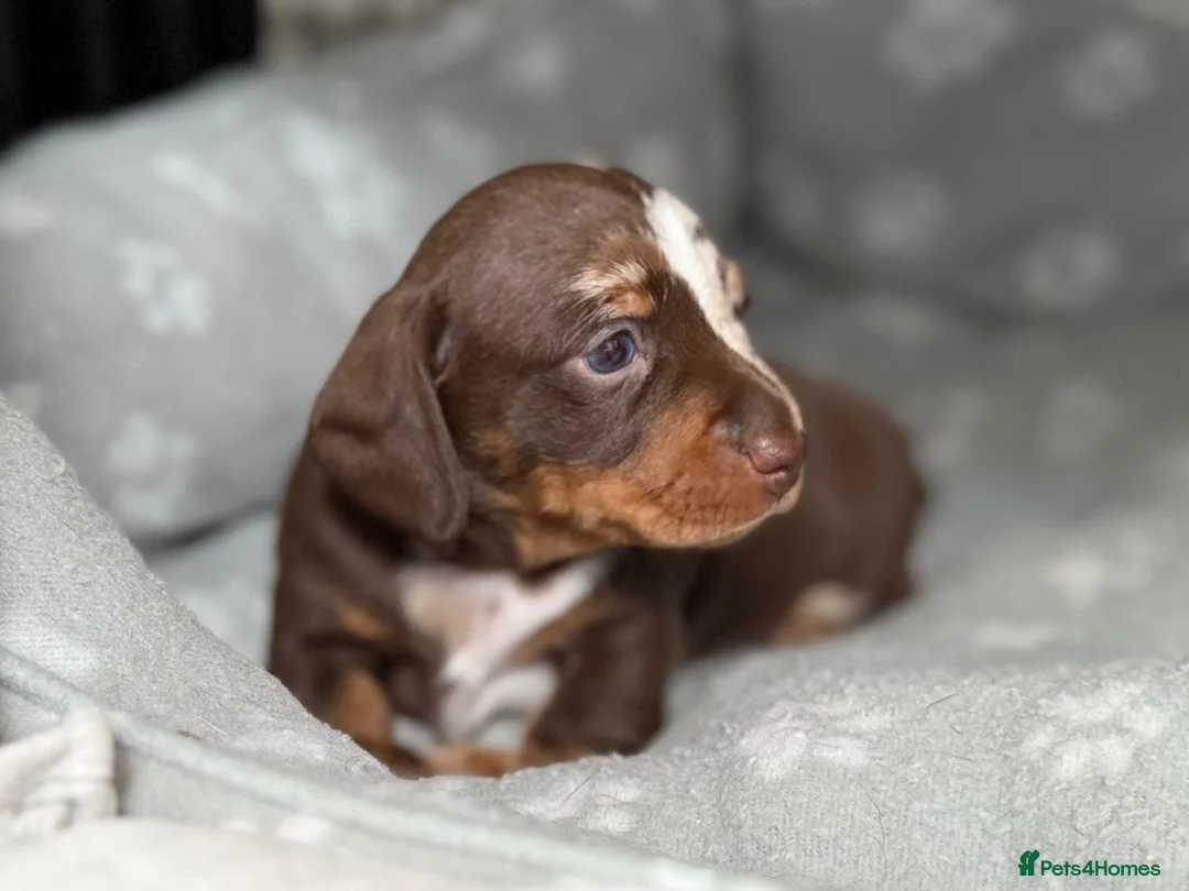 Miniature Dachshund dogs for sale: Stunning dapple boy - Advert 1