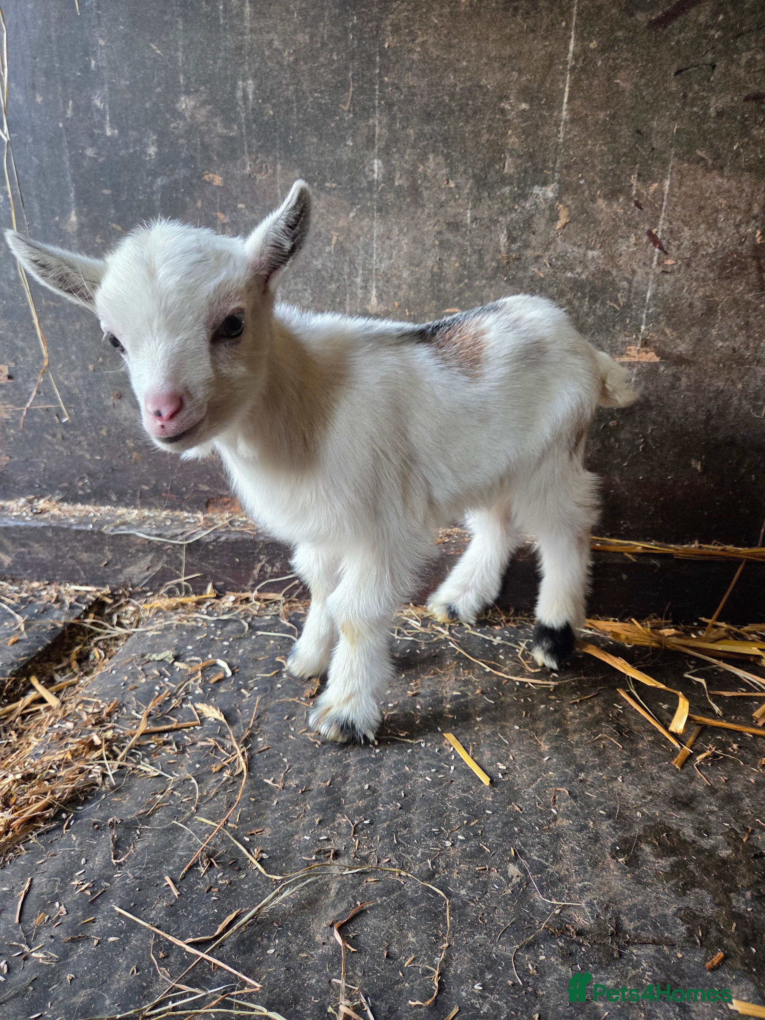 Goats livestock Stunning pygmy goat kids  - Advert 10