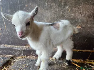 Goats livestock Stunning pygmy goat kids - Advert 10