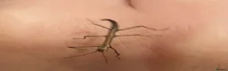 Stick Insects invertebrates for sale: Indian stick insects in Rayleigh - Advert 3
