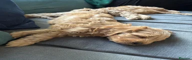 Cockapoo 3