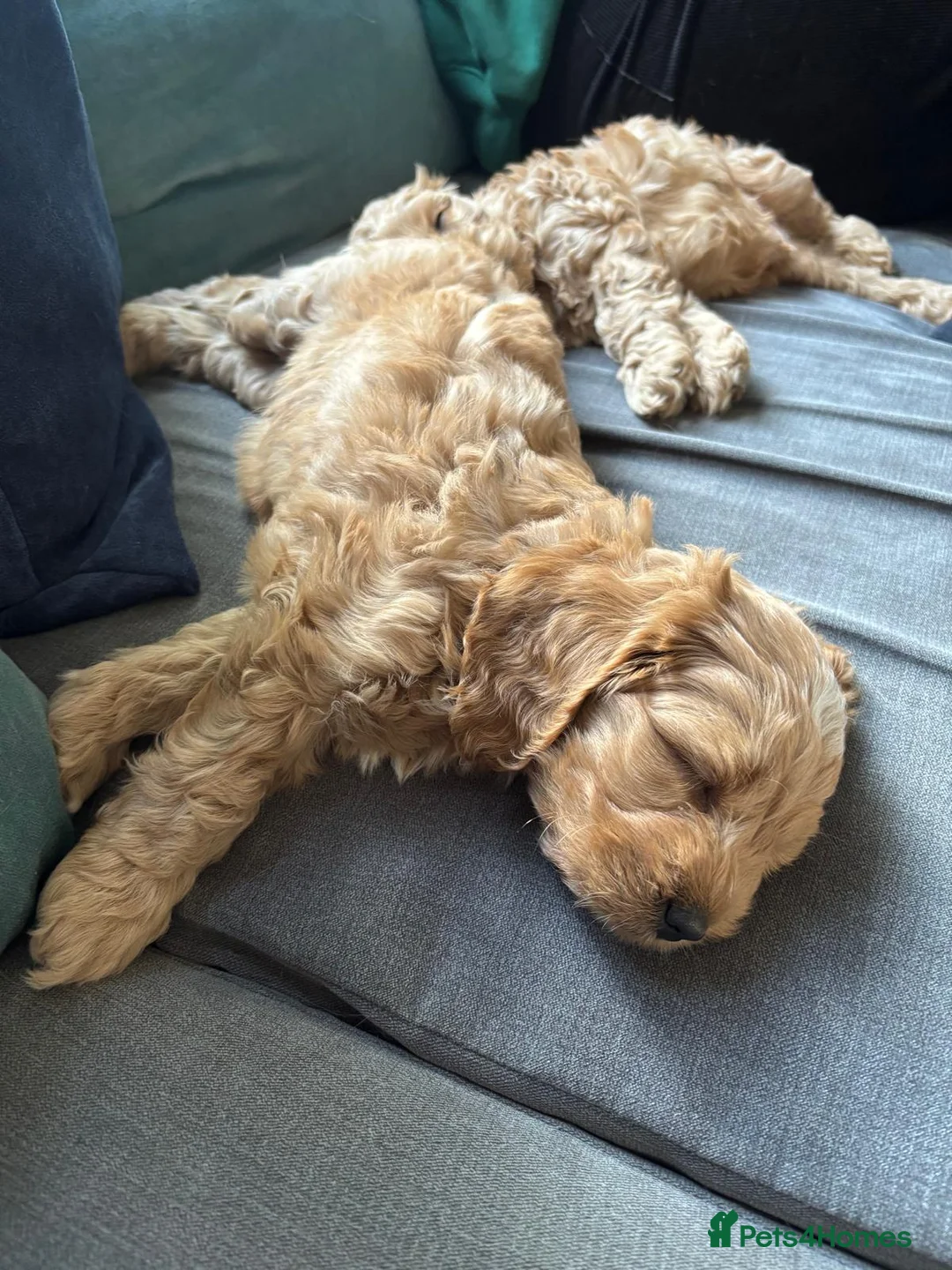 Cockapoo dogs for sale: Gorgeous Cockalier/Toy poodle pups - Advert 2