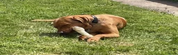 Labrador Retriever dogs for stud: Available for stud - Advert 5