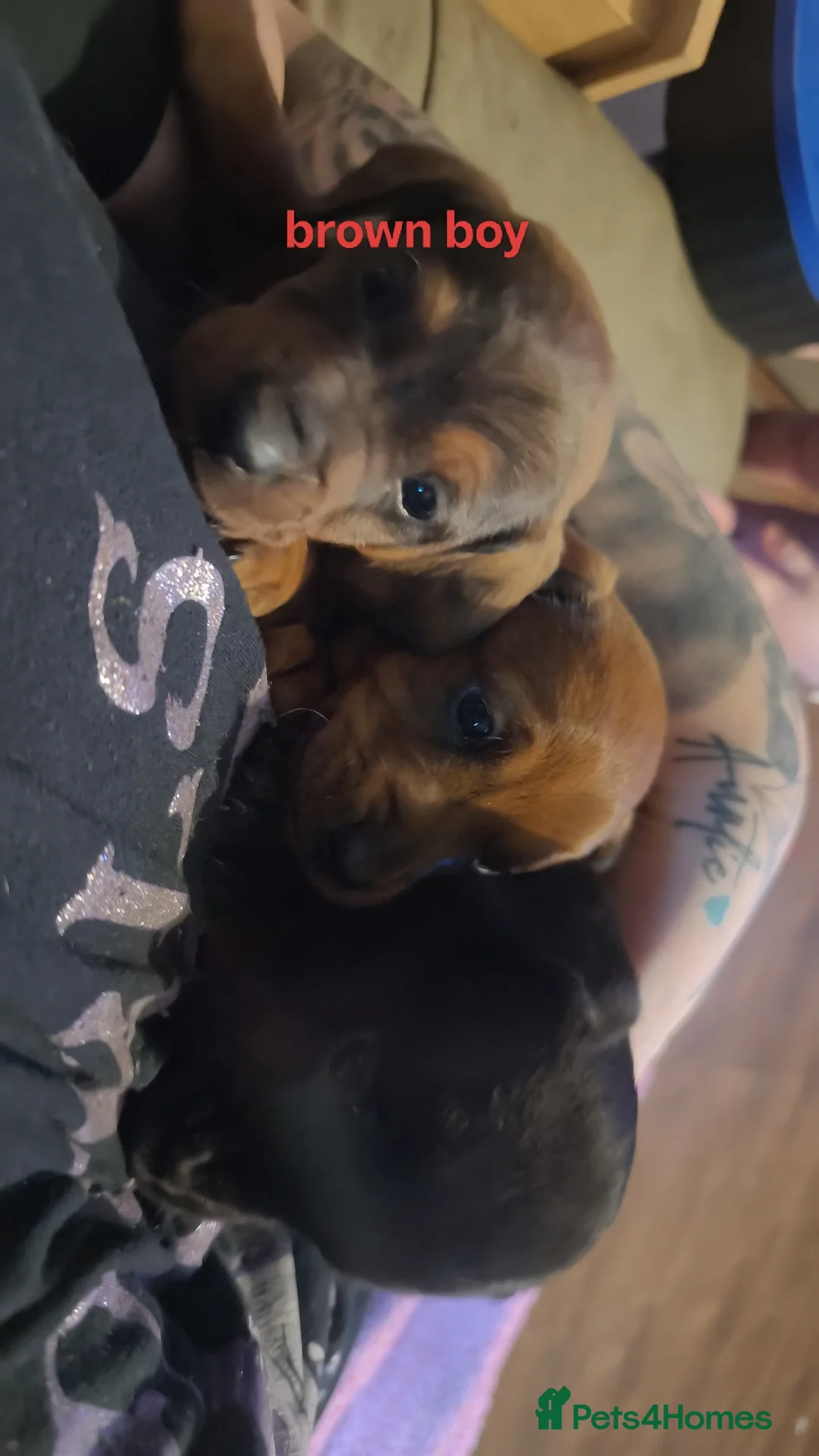 Dachshund dogs for sale: Dachshund puppies - Advert 1