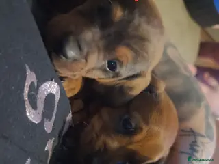 Dachshund dogs Dachshund puppies - Advert 2