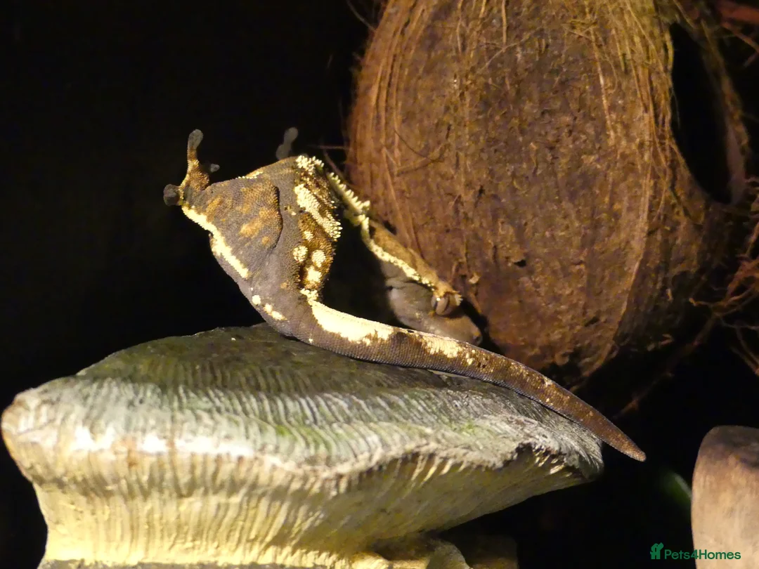 Gecko reptiles for sale: Crested Geckos with bioactive terrarium - Advert 3