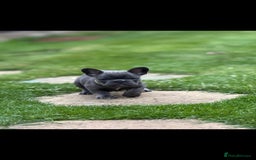 French Bulldog dogs for sale: Meet Your New Best Friend - French Bulldog Puppy - Image 6