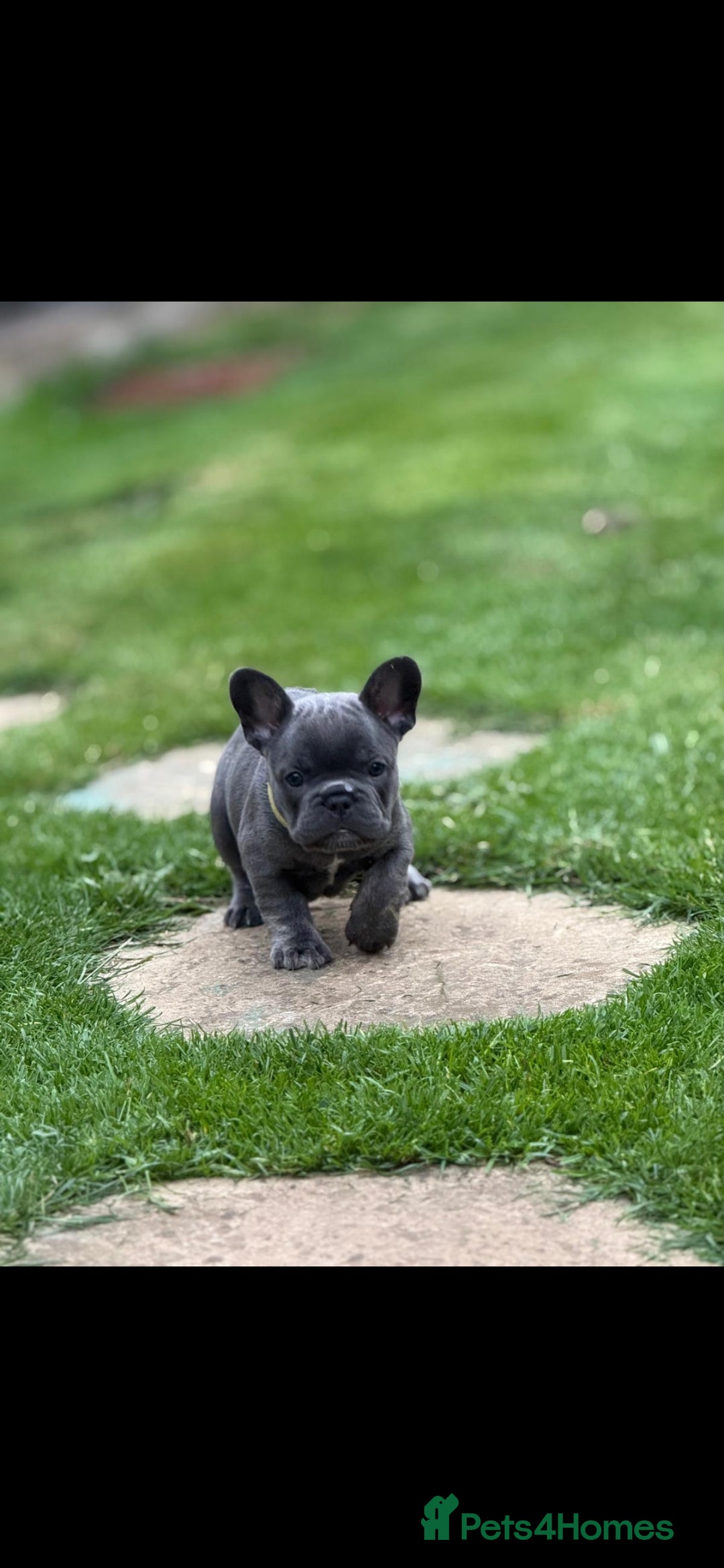 French Bulldog dogs for sale: Meet Your New Best Friend - French Bulldog Puppy - Image 6