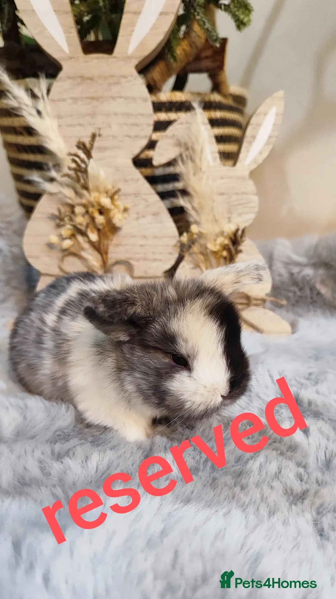 Mini Lop rabbits for sale: Beautiful mini lop x mini lop lion head  - Advert 3