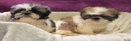 Shih Tzu dogs for sale: Shih Tzu puppy's - Advert 6