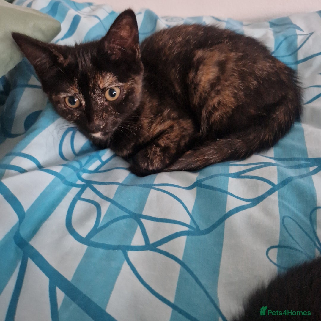 Mixed Breed cats for sale: Mixed Breed Kitten 4 - Somali female kitten for sale - Image 16