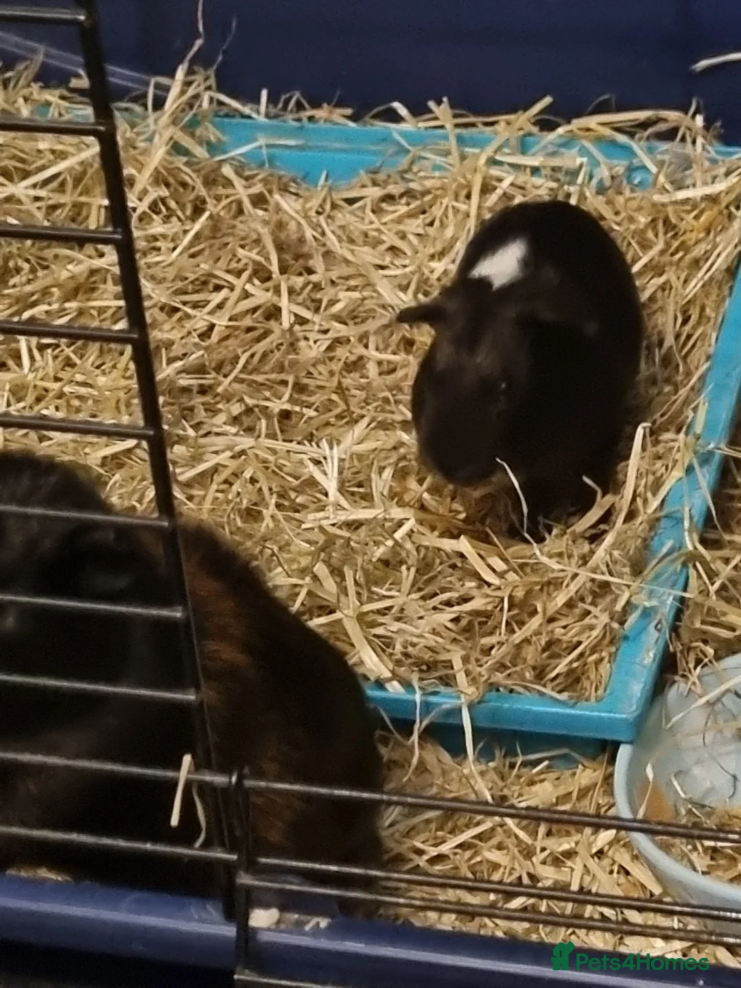 Guinea Pig rodents for sale: Gorgeous cute 2 males guinea pig - Advert 1