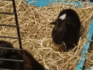 Guinea Pig rodents Gorgeous cute 2 males guinea pig - Advert 1