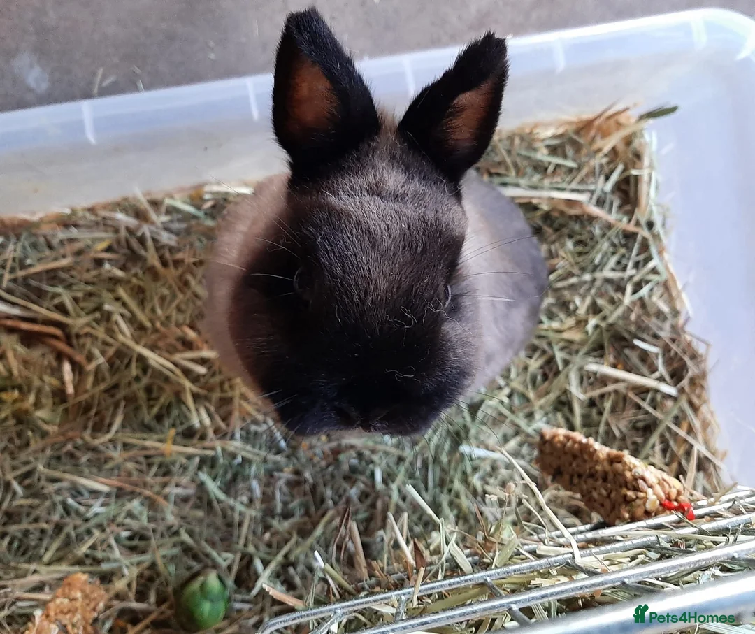 Netherland Dwarf rabbits for sale: Bonded pair - Advert 2