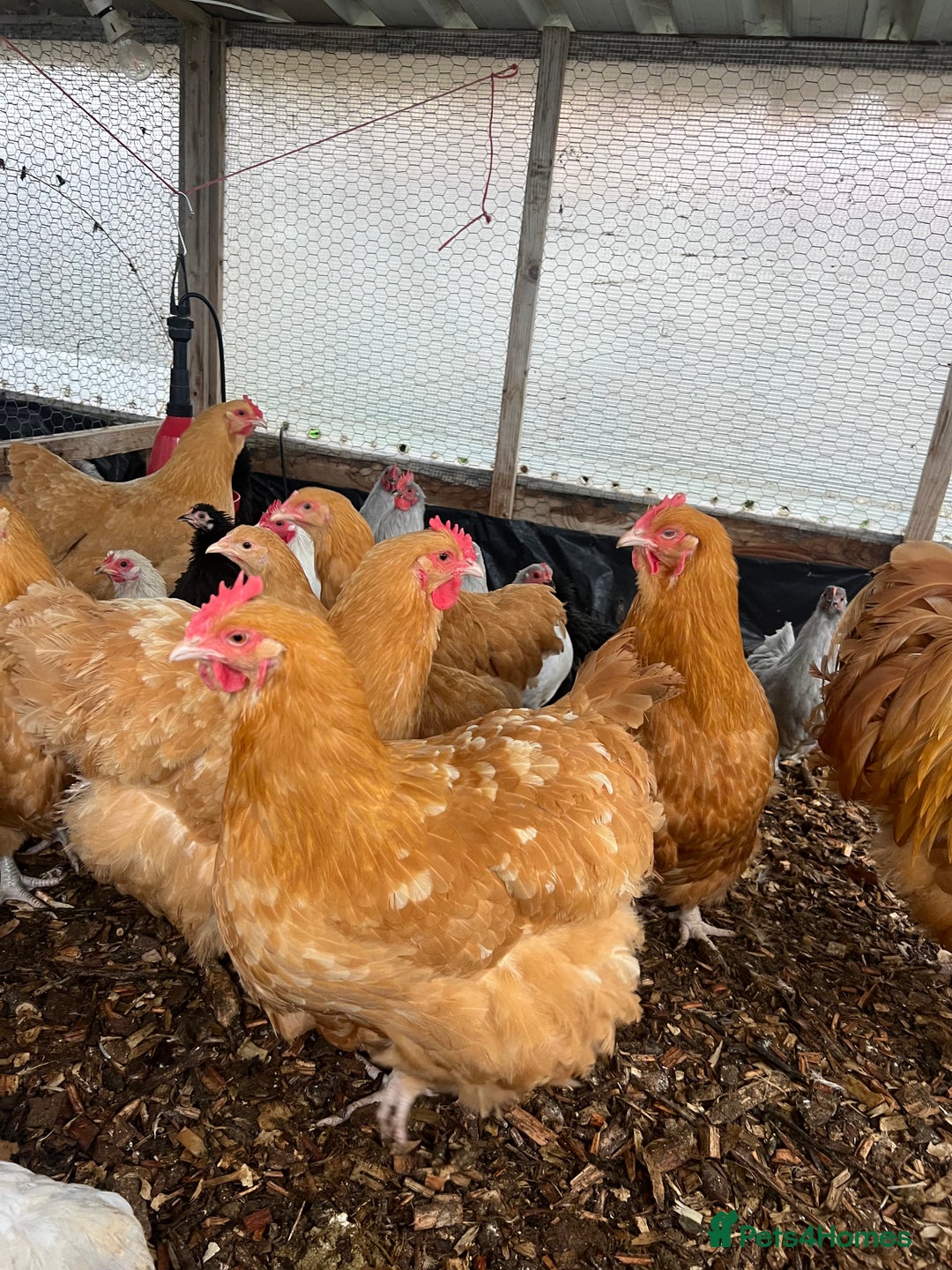 Chickens poultry for sale: Buff Orpington’s hens and cockerel  - Image 2