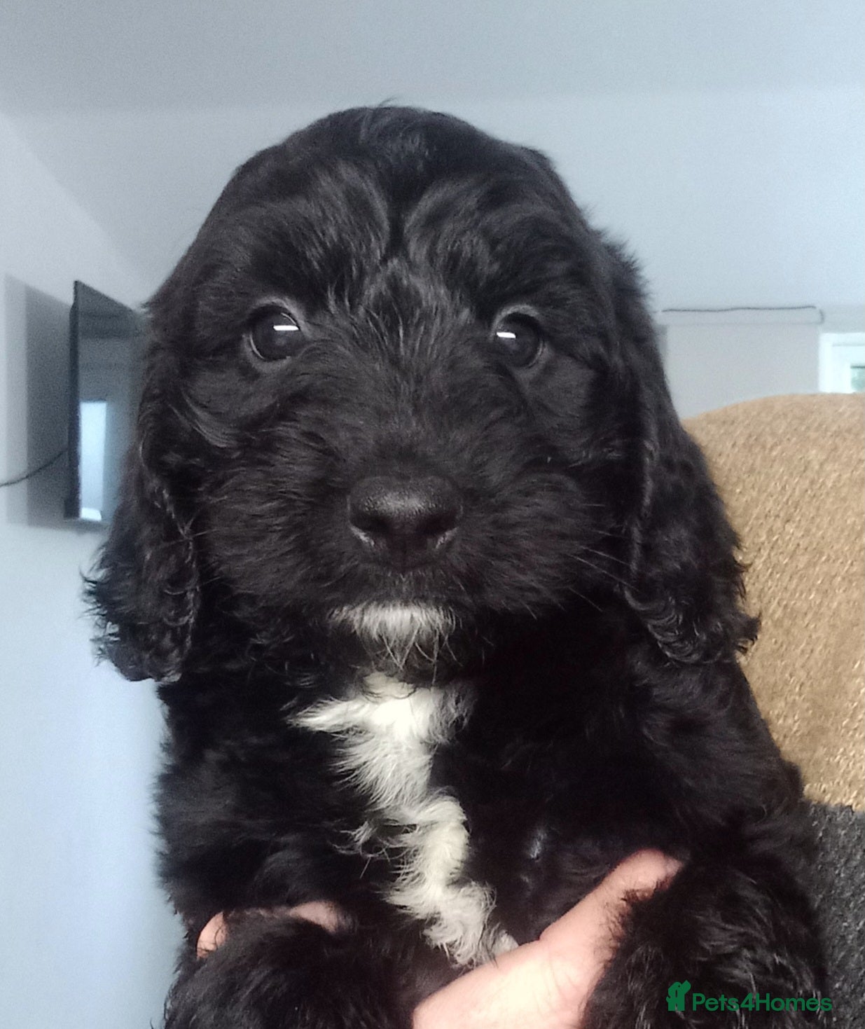 Sproodle dogs Sproodle pups for sale - Advert 1