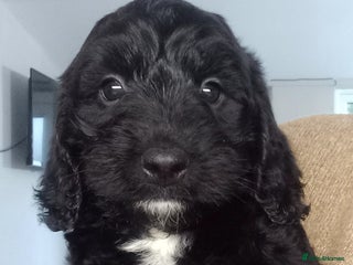 Sproodle dogs Sproodle pups for sale - Advert 6