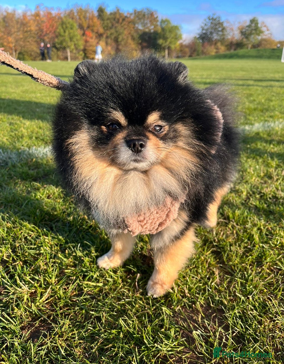 Pomeranian dogs for stud: Gorgeous Teddy bear tri coloured stud - Advert 9