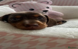 Miniature Dachshund dogs for sale: Miniature Dachshund  - Image 5