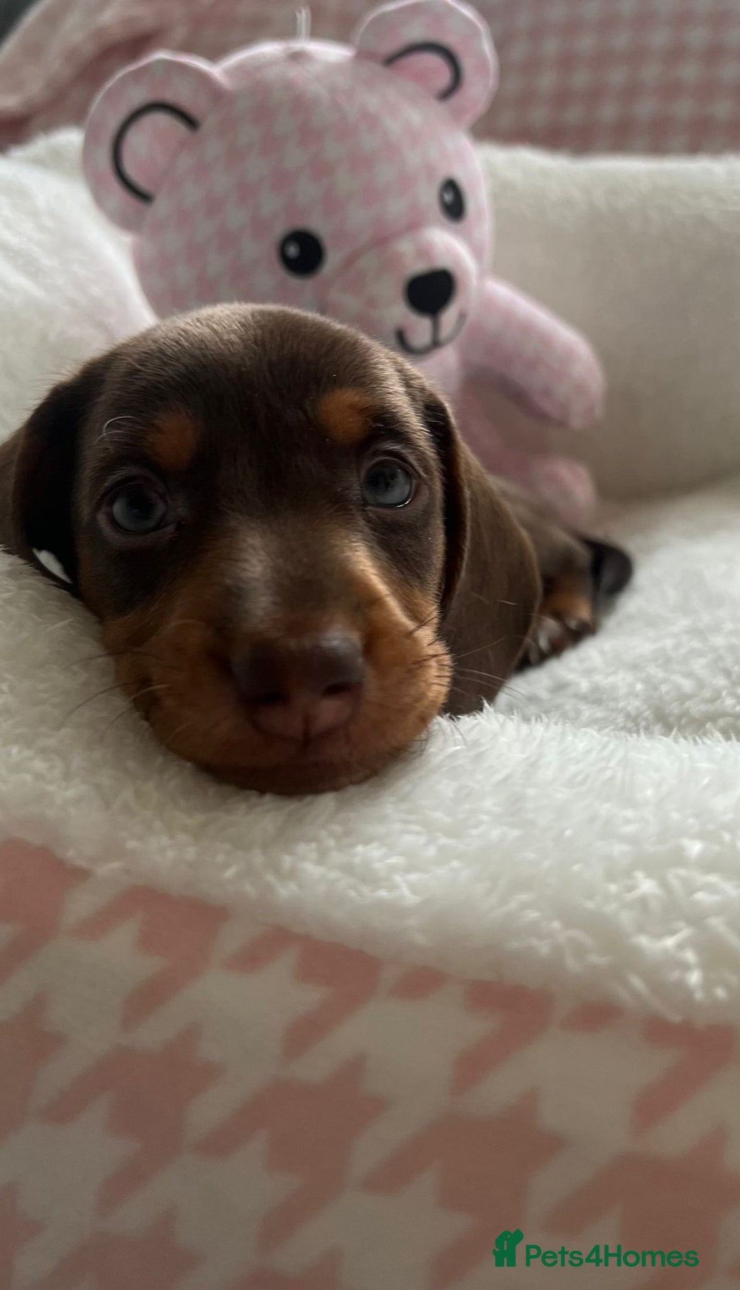 Miniature Dachshund dogs for sale: Miniature Dachshund  - Image 5