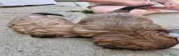 Shih Tzu dogs for sale: Shih-tzu puppy's for sale  - Advert 28