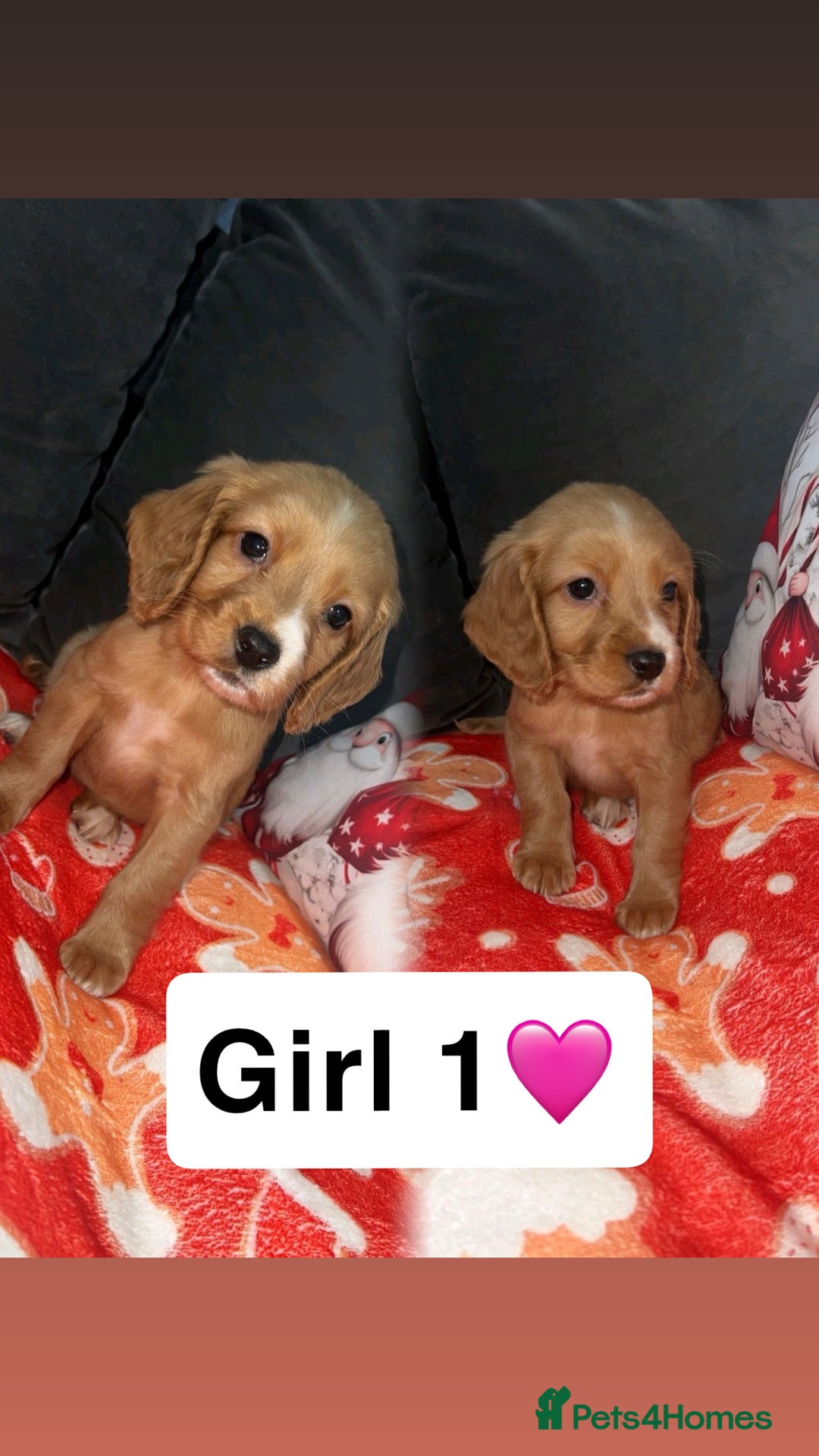 Cocker Spaniel dogs for sale: Gorgeous cocker spaniel puppys - Advert 3