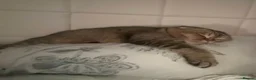 Scottish Fold cats for sale: Brother&Sister ScottishFold - 2 year olds - Advert 6