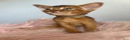 Abyssinian cats for sale: Adorable Abyssinian kittens - Advert 13