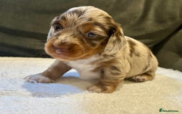 Miniature Dachshund dogs for sale: Stunning Kc Reg Long Hair Mini Dachshund puppies  - Image 4
